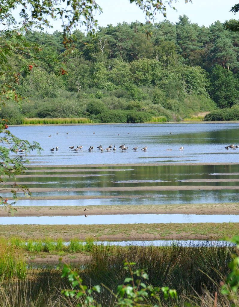 Zwart water Kasterlee wandelen natuurgebied wandeling Kempen Vlaanderen België