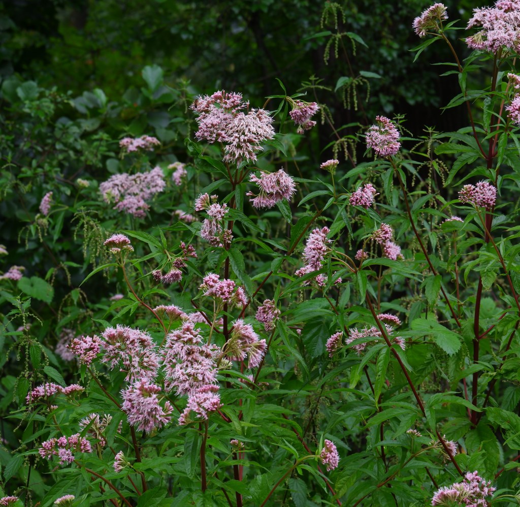 wandeling Natuurpad Lovenhoek Lovenbos Vorselaar wandelroute bloemen