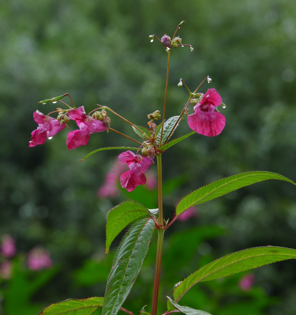 wandeling Natuurpad Lovenhoek Lovenbos Vorselaar wandelroute bloemen