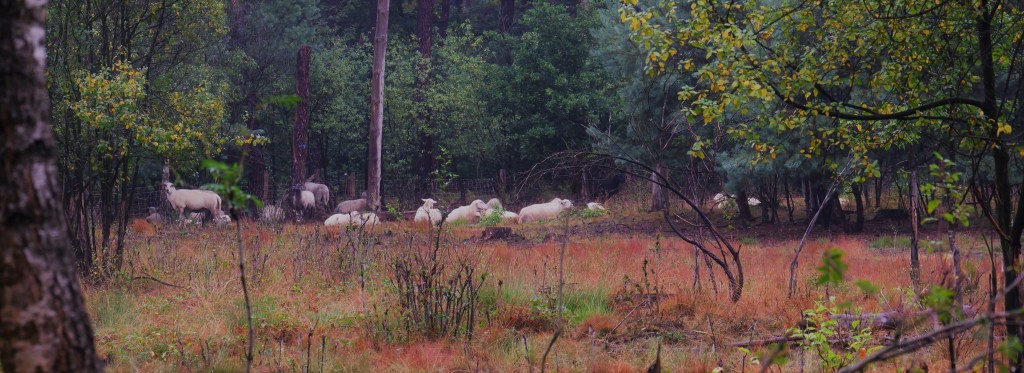 Schapen wandeling Natuurpad Lovenhoek Lovenbos Vorselaar wandelroute 