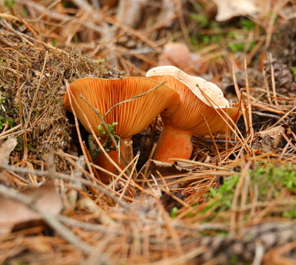 wandelen Limburg België landschap Maasmechelen vallei kikbeekbron prachtige natuur paddenstoelen
