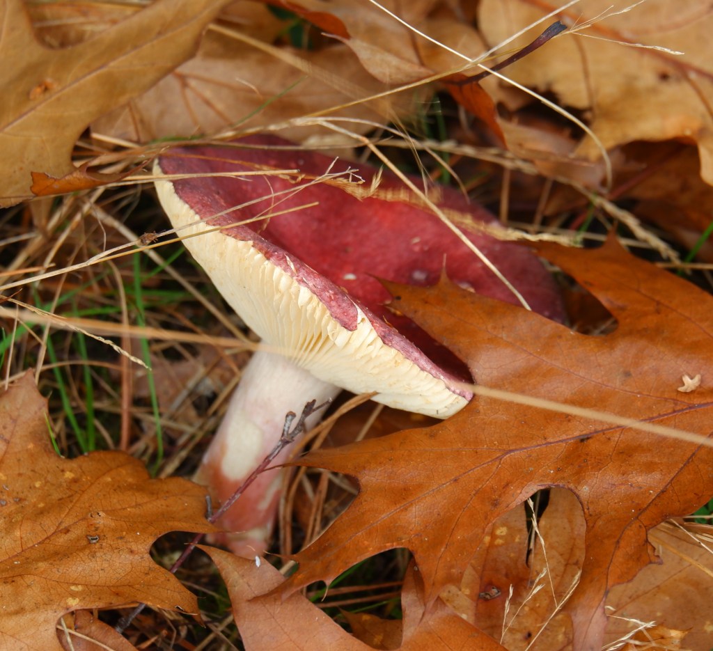 wandelen Limburg België landschap Maasmechelen vallei kikbeekbron prachtige natuur paddenstoelen