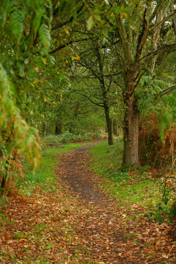 Grote Netewoud Nete natuurdomein wandelen fietsen mountainbiken paardrijden wandeling