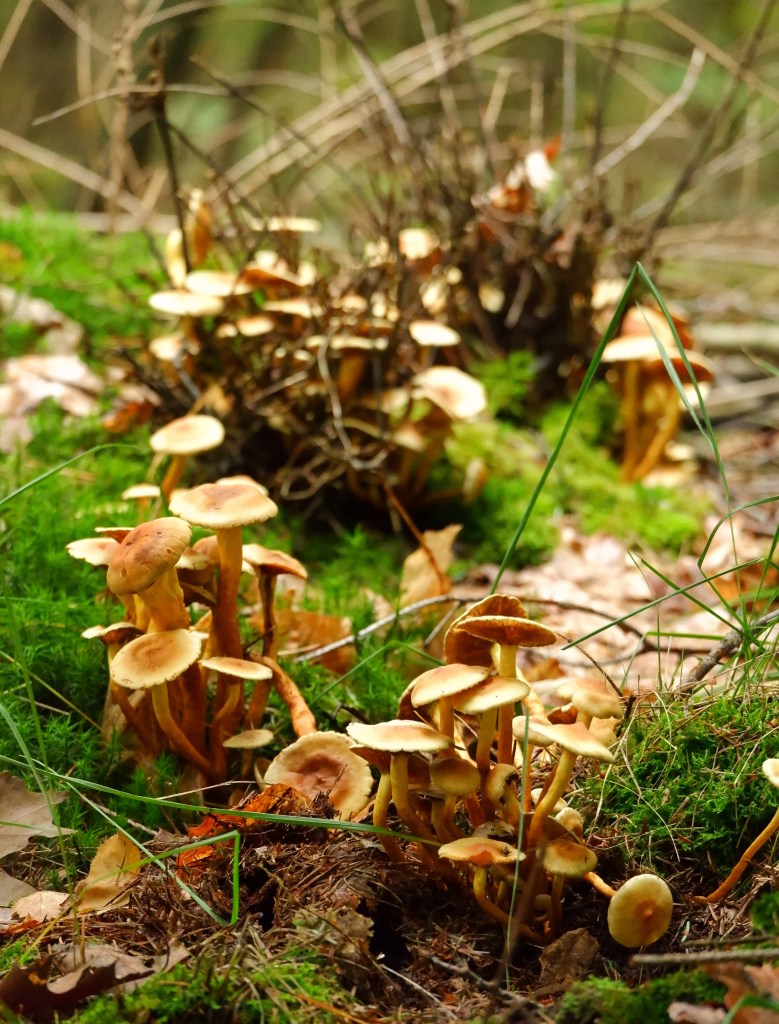 natuurgebied
Chaamse Bossen wandelpad wandelroute natuurdomein Noord-Brabant boswandeling Nederland Benelux paddenstoelen