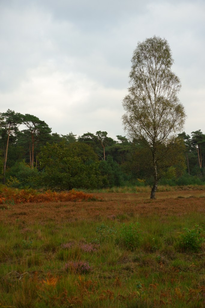 natuurgebied
Chaamse Bossen wandelpad wandelroute natuurdomein Noord-Brabant boswandeling Nederland Benelux