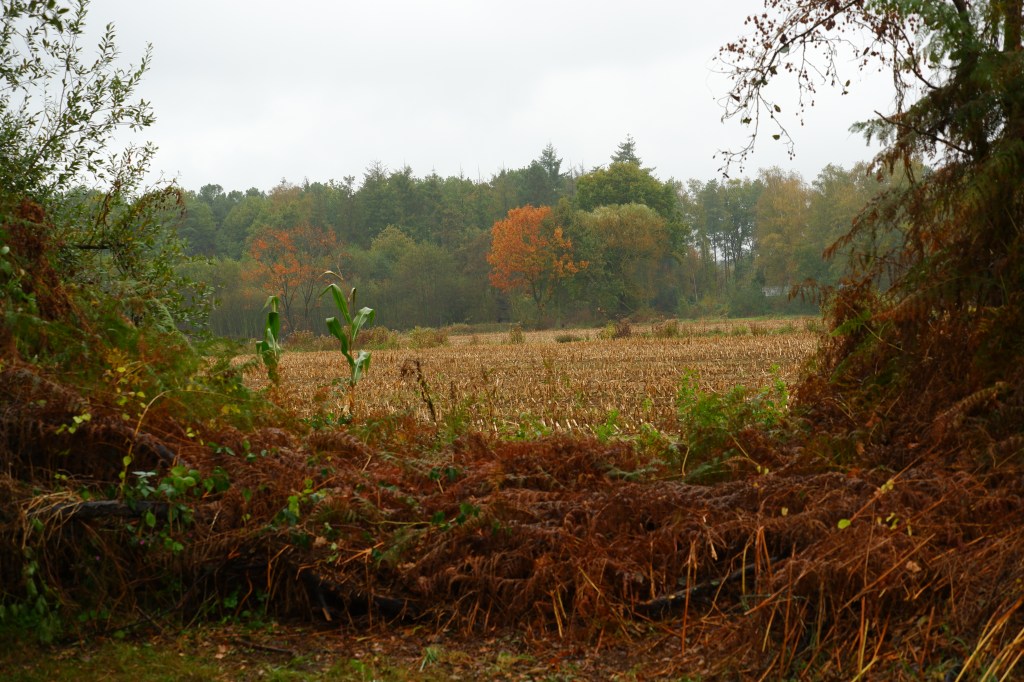 Grote Netewoud Nete natuurdomein wandelen fietsen mountainbiken paardrijden wandeling