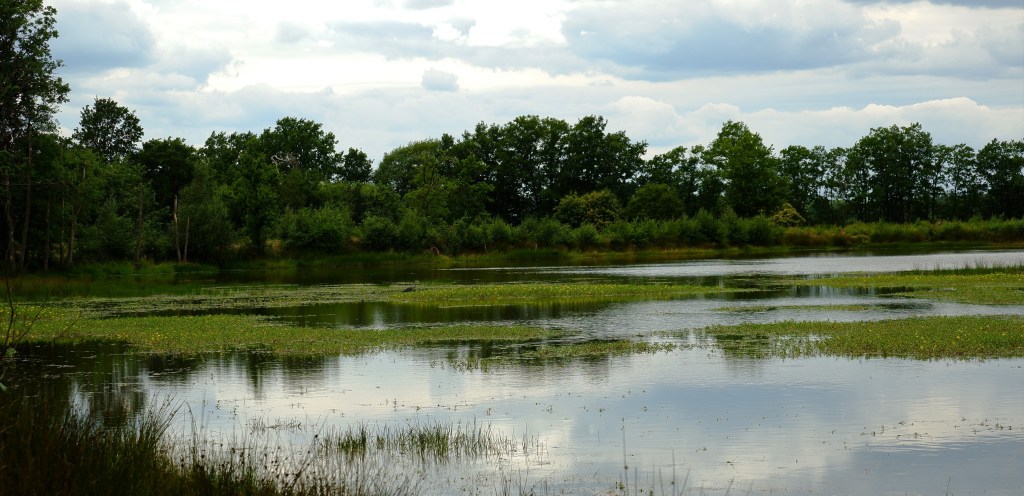 kapucienenberg geel grote netewoud wandelen wandeling spelen kinderen hond