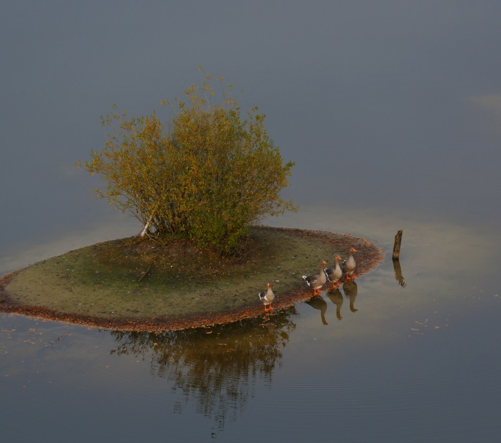 Lommelse Sahara Limburg vijvers natuurgebied eenden wandelen