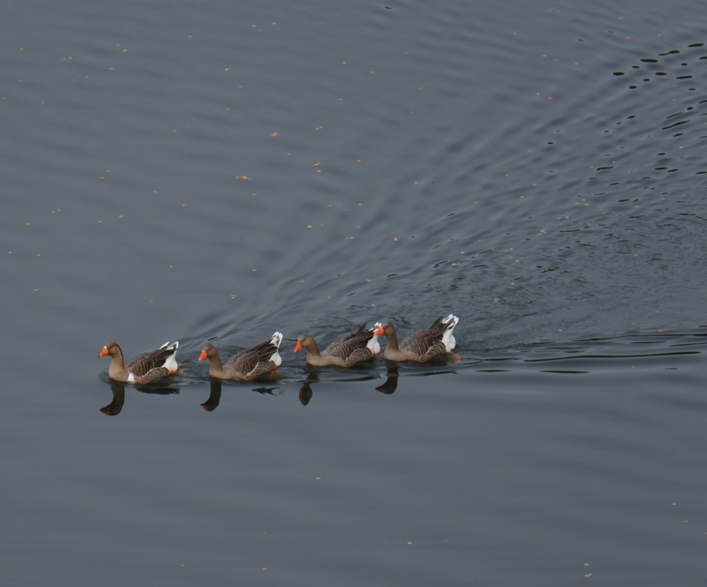 Lommelse Sahara Limburg vijvers natuurgebied eenden wandelen