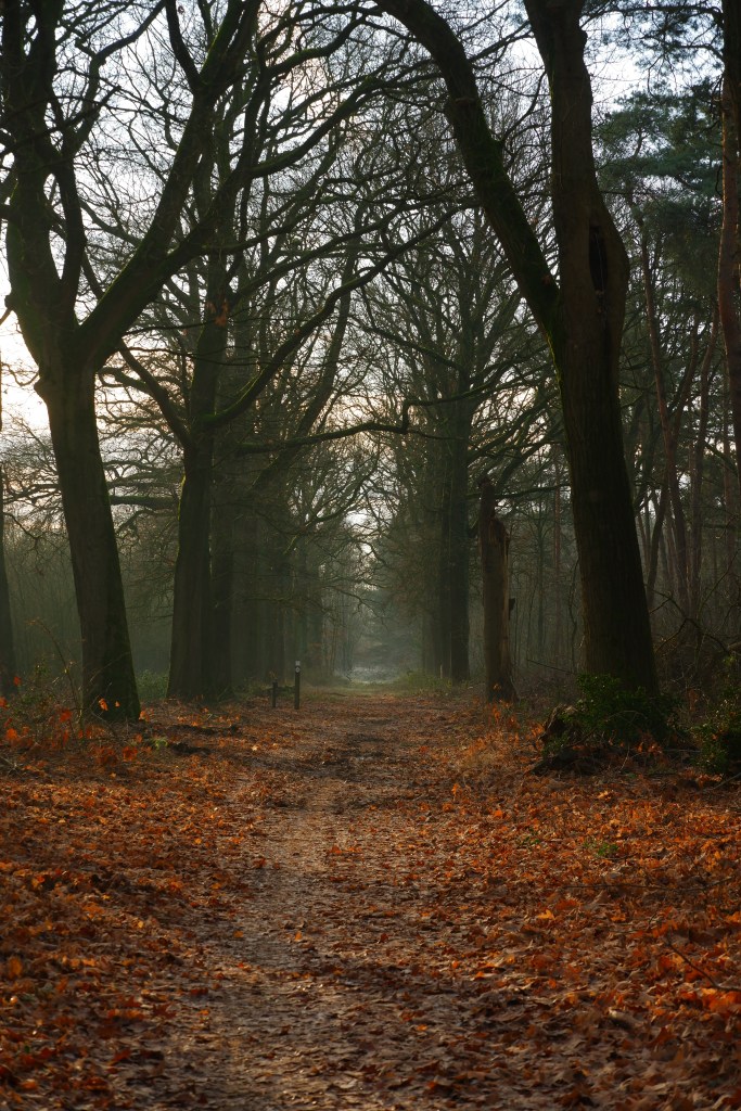 wandelen natuurwandeling Blakheide Beerse, België Benelux