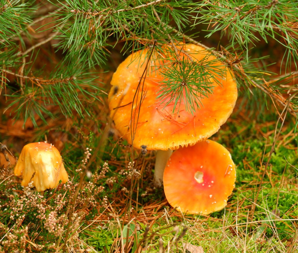 mooiste wandelingen studiobenelux wandelen natuurwandeling prachtige natuur paddenstoelen Chaamse Bossen Nederland Brabant Benelux 
