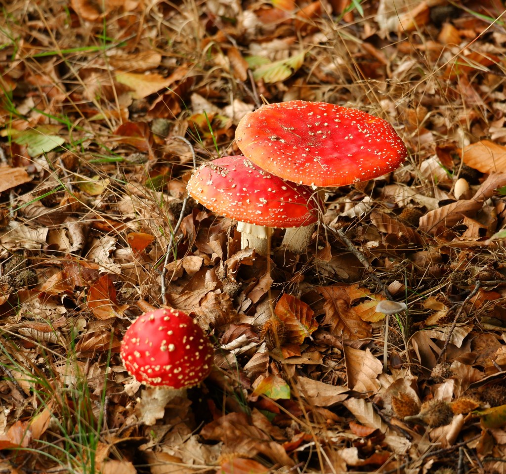mooiste wandelingen studiobenelux wandelen natuurwandeling prachtige natuur paddenstoelen Chaamse Bossen Nederland Brabant Benelux 