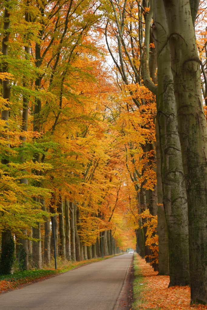 kolonie Merksplas wandelen natuurgebied natuurwandeling wandelroute statige laan