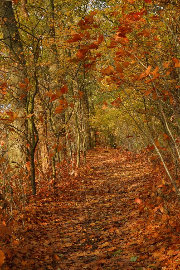 kolonie Merksplas wandelen natuurgebied natuurwandeling wandelroute wandelpad 