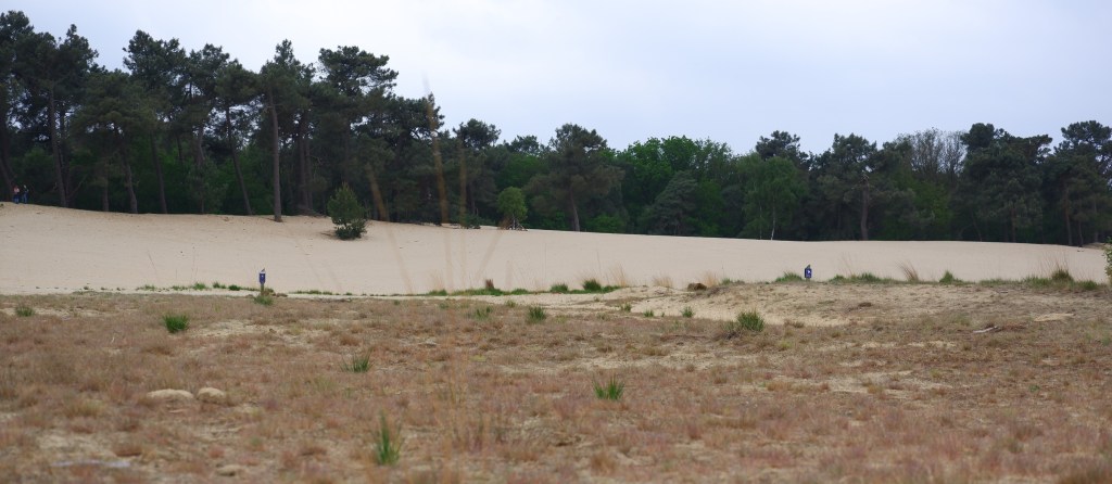 mooiste wandelingen studiobenelux wandelen natuurwandeling prachtige natuur Loonse en Drunense duinen nationaal park Nederland Benelux 