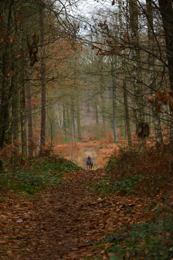 wandelen natuurwandeling wandelknooppunten abdij van Averbode Averbodebos paardrijden menroutes