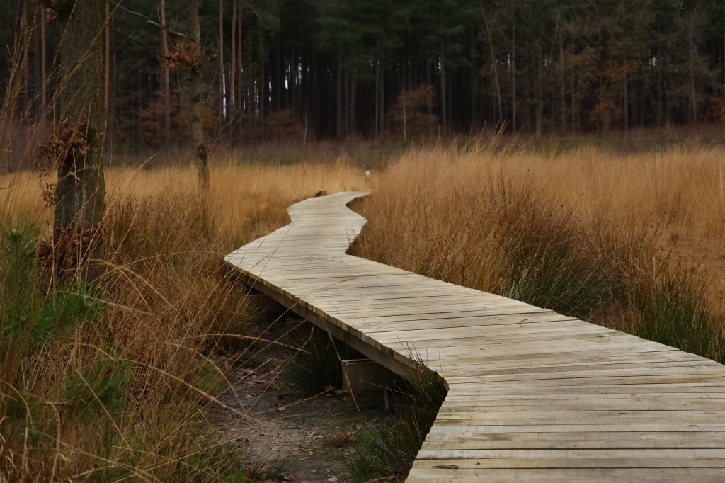 wandelen natuurwandeling wandelknooppunten abdij van Averbode Averbodebos houten wandelpad