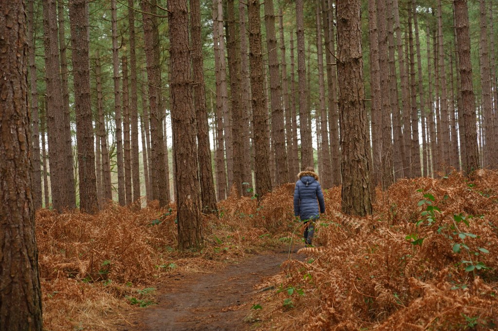wandelen natuurwandeling wandelknooppunten abdij van Averbode Averbodebos
