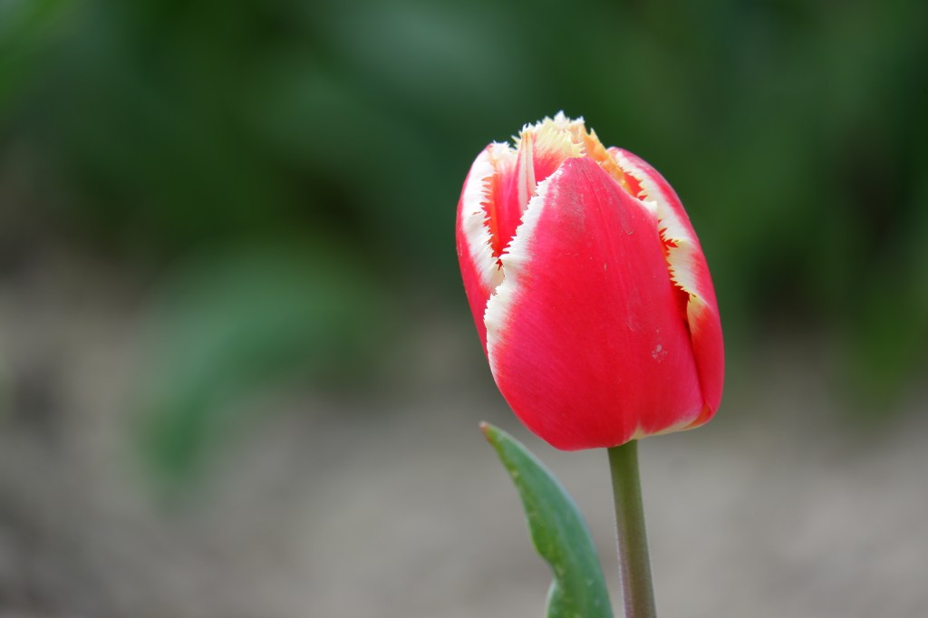 tulpen tulpenvelden tulips tours Nederland Benelux 