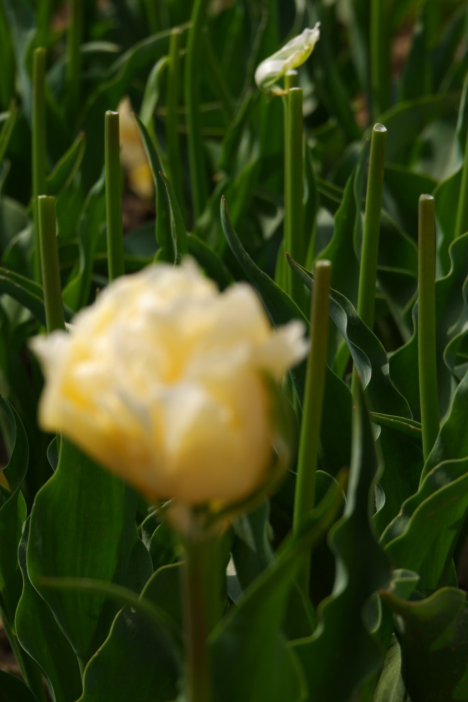 tulpen tulpenvelden tulips tours Nederland Benelux koppen