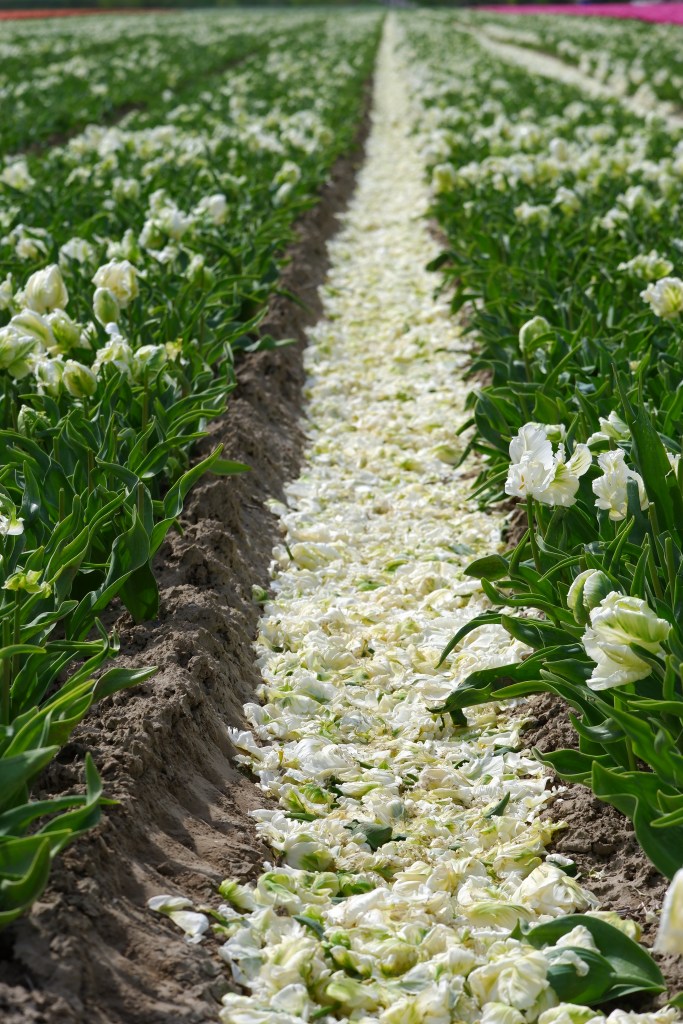 tulpen tulpenvelden tulips tours Nederland Benelux koppen
