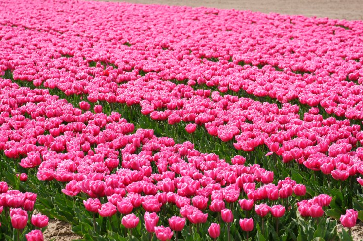 tulpenvelden Nederland lentewandeling bloemen 