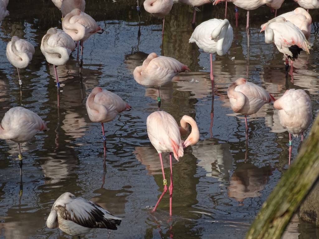 dierentuin wildpark België Belgium Benelux Wallonië Vlaanderen