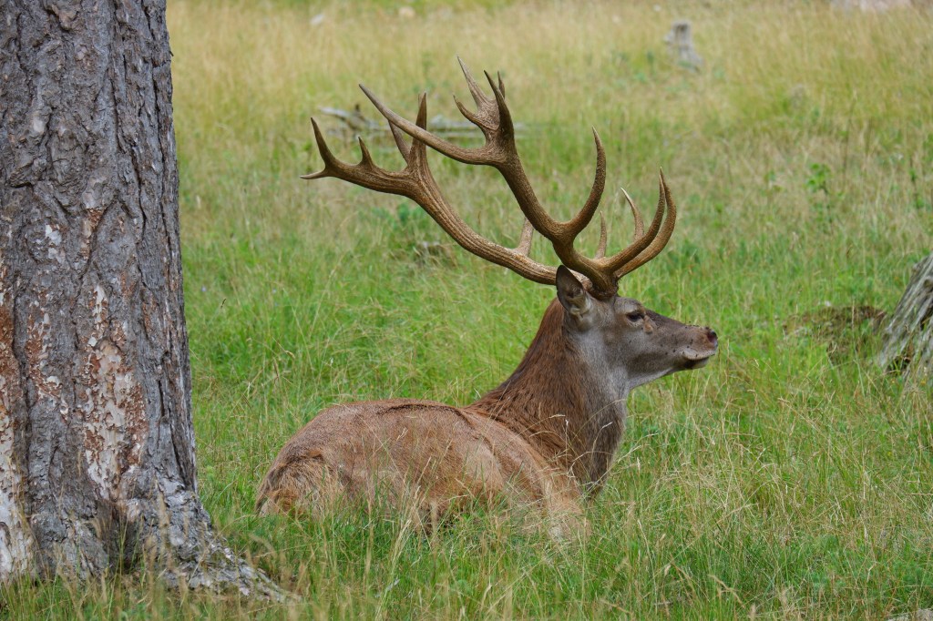 dierentuin wildpark België Belgium Benelux Wallonië Vlaanderen