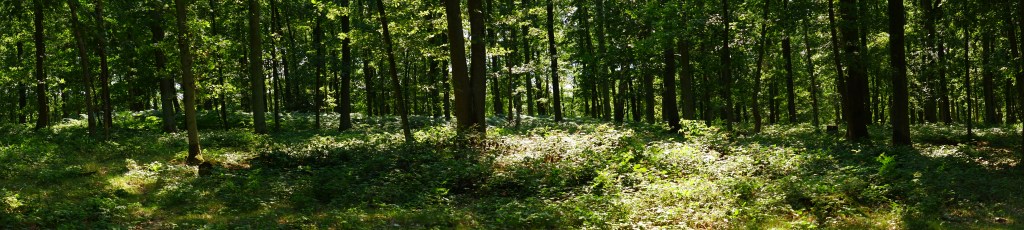 Hageland heuvelroutes wandeling wandelroute Vlooybergtoren Vlaams-Brabant Vlaanderen België Benelux 
