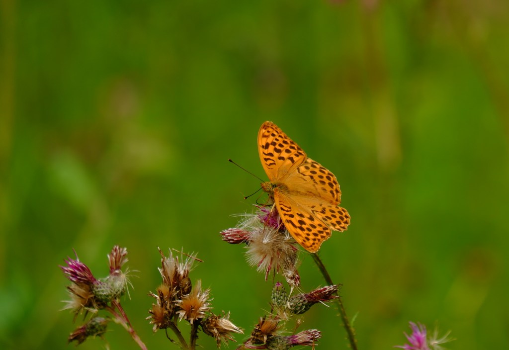 Hageland heuvelroutes wandeling wandelroute Vlooybergtoren Vlaams-Brabant Vlaanderen België Benelux vlinder 