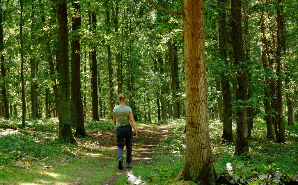 Hageland heuvelroutes wandeling wandelroute Vlooybergtoren Vlaams-Brabant Vlaanderen België Benelux 