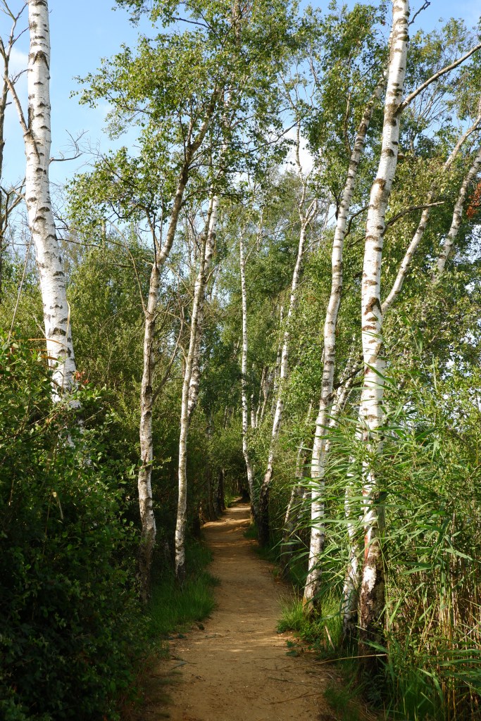 Cartierheide Hapertse Heide Noord-Brabant wandelroute wandelen natuurgebied Nederland Brabantse Kempen Benelux 