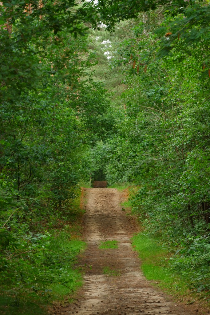 Hoge Mouw Kasterlee speelbos wandelen daguitstap wandeling wandelroute wandelpad 