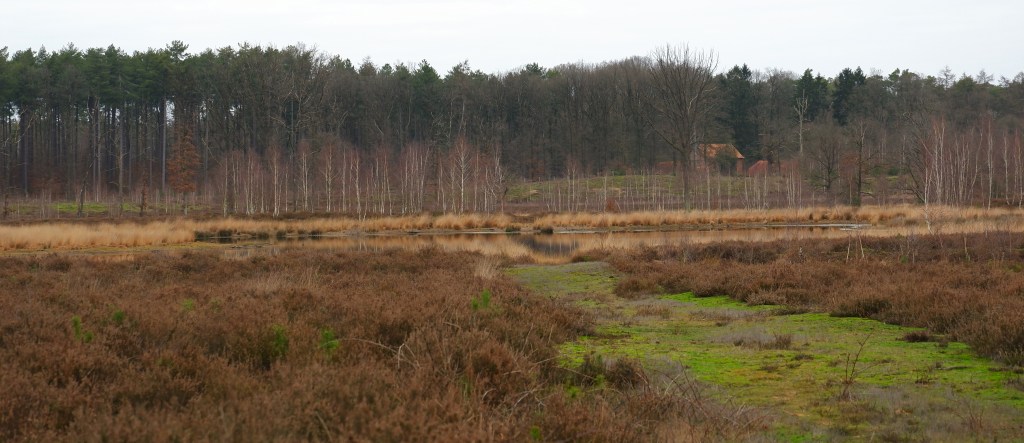 heidegebied wandeling wandelen fietsen Nederland België mooiste heide moorland heather abdij averbode vlaams-brabant