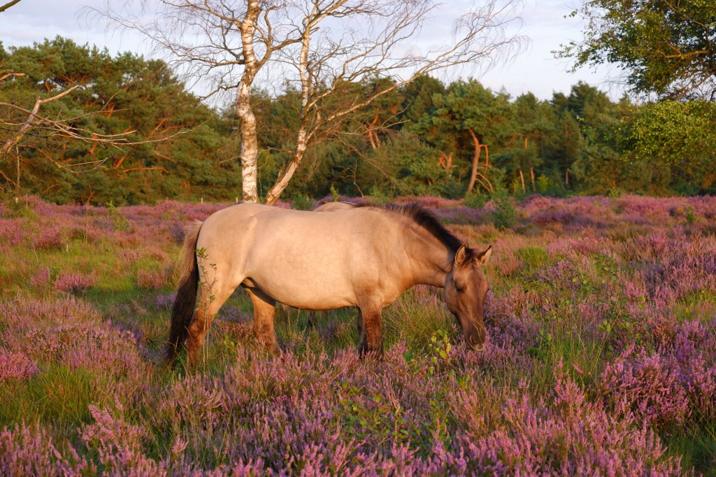 heidegebied wandeling wandelen fietsen Nederland België mooiste heide moorland heather paard liereman Oud-Turnhout Antwerpen
