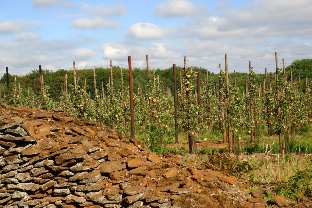 Wijngaardberg Hageland wandelen wijnranken wijngaard Vlaams-Brabant Rotselaar Wezemaal wandelroute België 