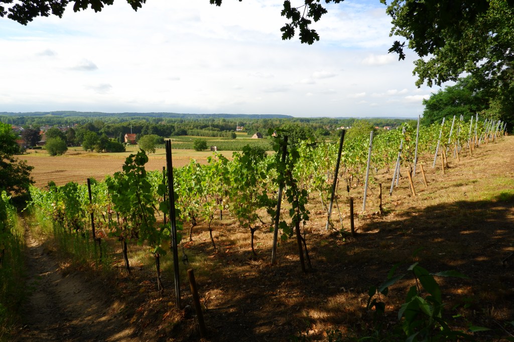 Wijngaardberg Hageland wandelen wijnranken wijngaard Vlaams-Brabant Rotselaar Wezemaal wandelroute België 