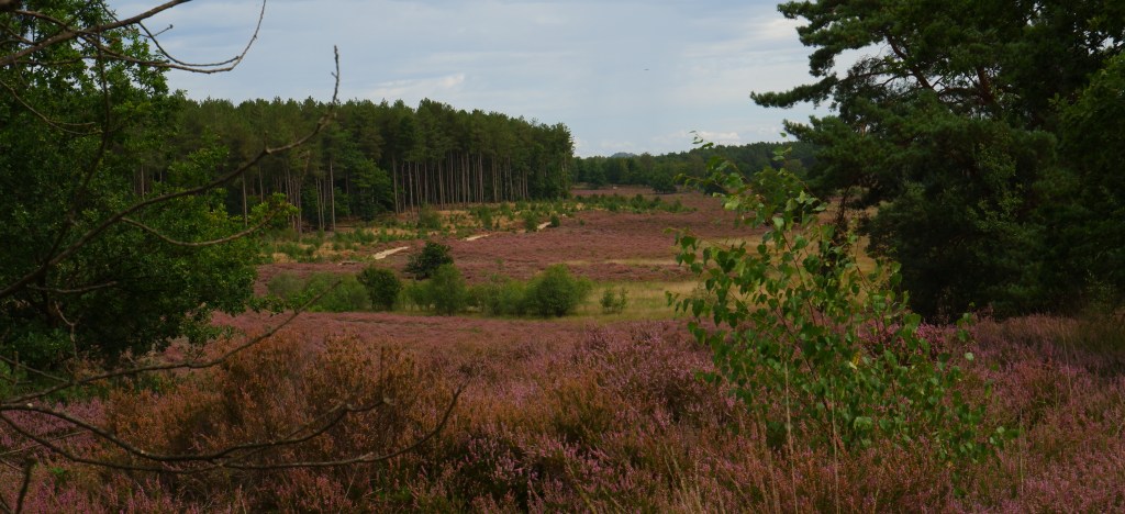 heidegebied wandeling wandelen fietsen Nederland België mooiste heide moorland heather de teut zonhoven limburg midden