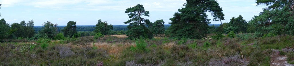 heidegebied wandeling wandelen fietsen Nederland België mooiste heide moorland heather sallandse heuvelrug overijssel nationaal park