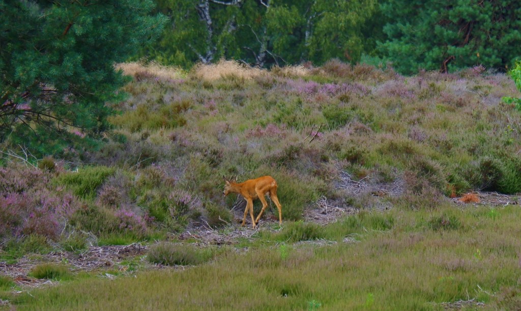 heidegebied wandeling wandelen fietsen Nederland België mooiste heide moorland heather hert sallandse heuvelrug