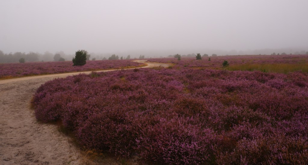 heidegebied wandeling wandelen fietsen Nederland België mooiste heide moorland heather abdij strabrechtse heide heeze Noord-Brabant