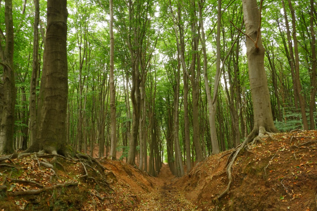 Wijngaardberg Hageland wandelen bos Vlaams-Brabant Rotselaar Wezemaal wandelroute België 