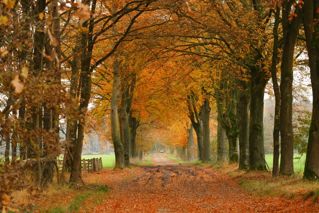 herfst wandeling wandeltips inspiratie wandelen relax ontspanning 
