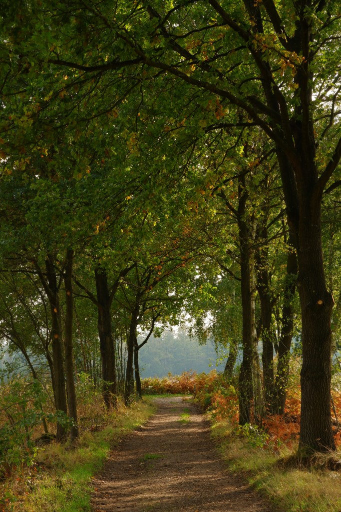 Plateaux Hageven tweelandenpad wandelen wandelingen België Nederland wandelroute Benelux Limburg Noord-Brabant 