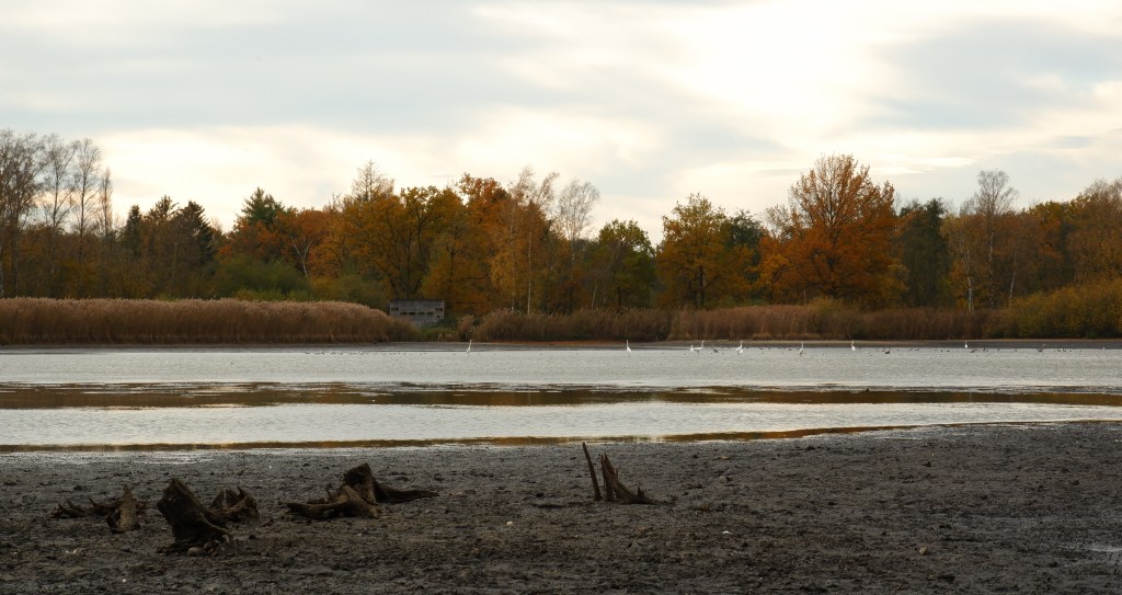 uitkijktoren zonhoven platwijers wijers vijvers wandelen wandeling limburg belgië hike