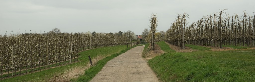 fruitbloesems boomgaard haspengouw limburg sint-truiden fruitvallei wandelen wandelroute Vlaanderen België Benelux