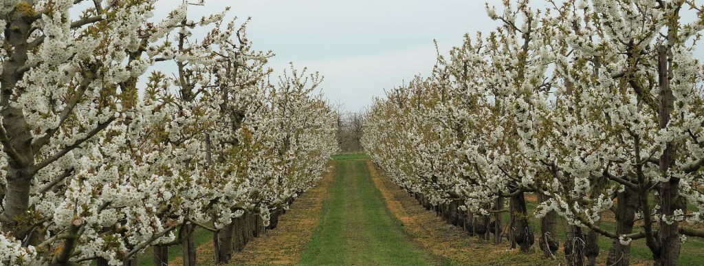fruitbloesems boomgaard haspengouw limburg sint-truiden fruitvallei wandelen wandelroute Vlaanderen België Benelux