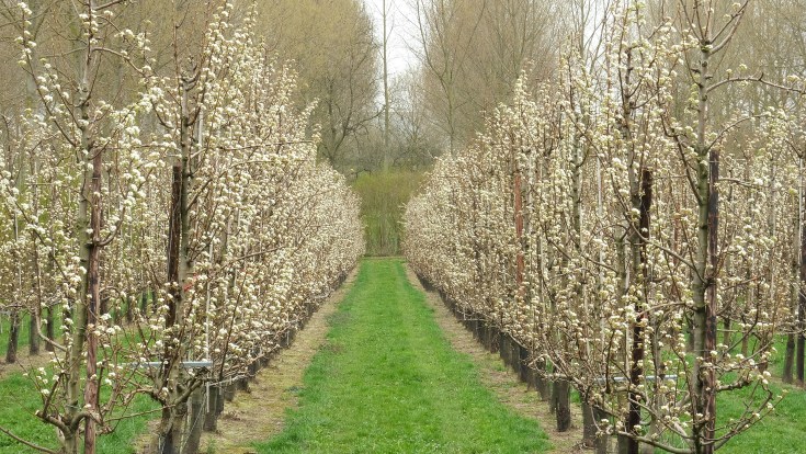fruitbloesems haspengouw lentewandeling 