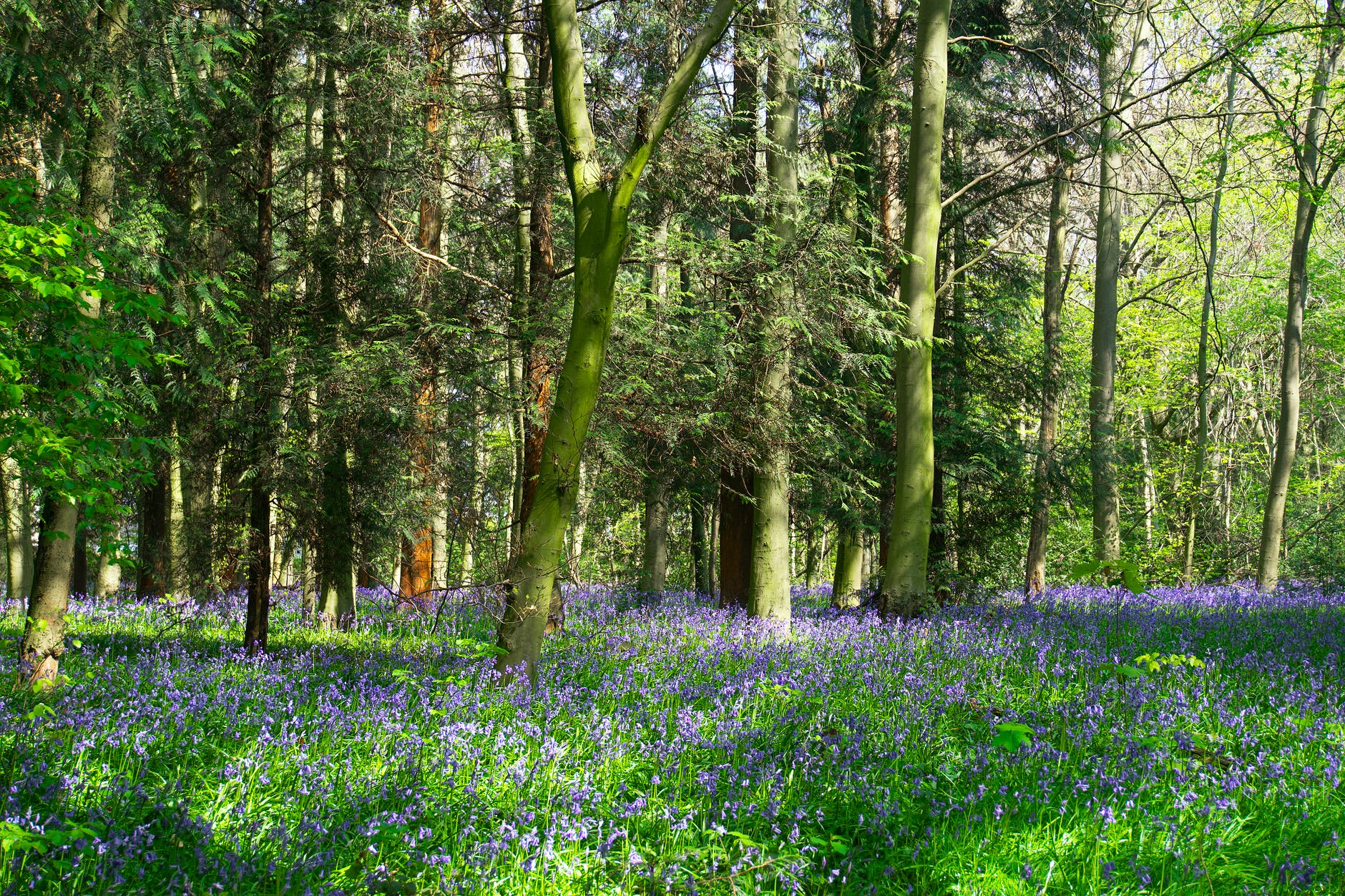 Hallerbos Halle Brussel wilde  boshyacint blauwe bos 