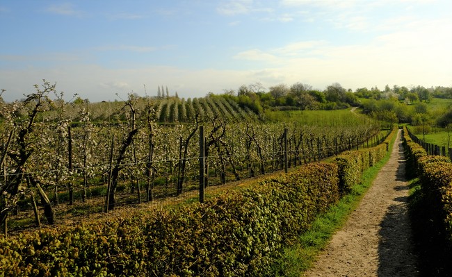Borgloon fruitbloesems wandelpad Limbug wandeltocht boomgaard landschap Belgique Belgium rando 